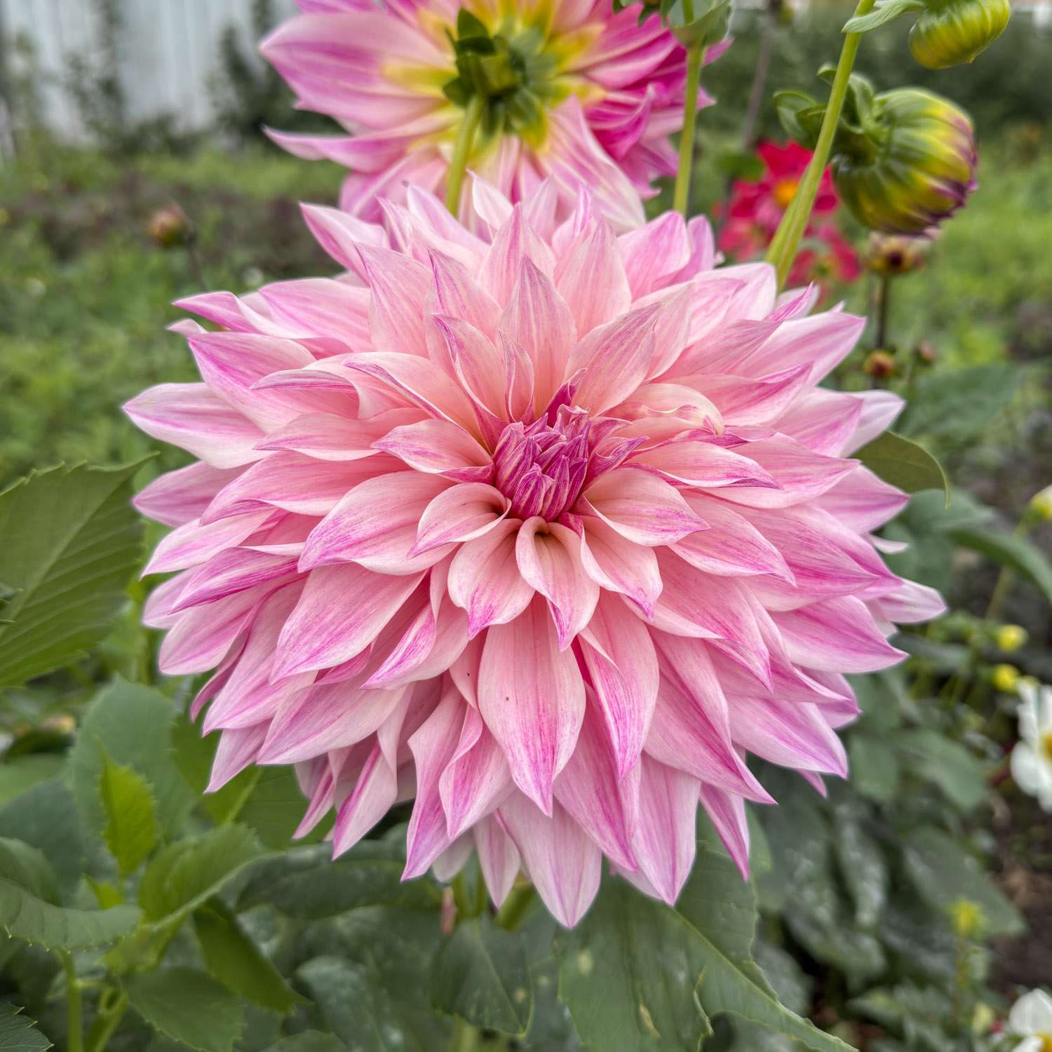 Dahlia 'Cafe au Lait Royal'